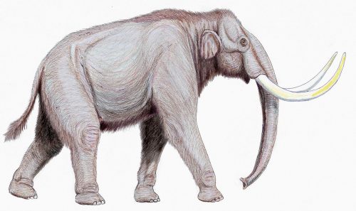 West Runton Mammoth