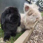 A black and white rabbit sit together on a patch of grass.
